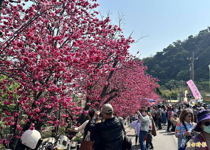 泰安派出所櫻花盛開，人潮爆棚。（記者張軒哲攝）