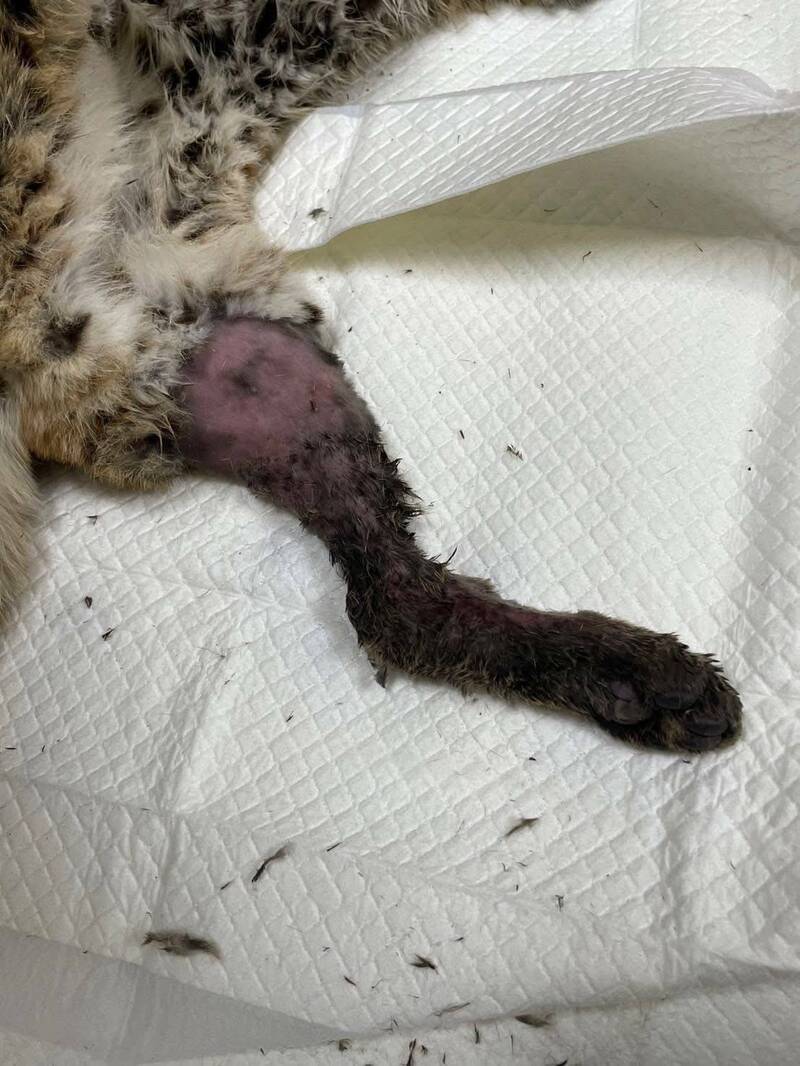 小石虎後腿脫臼奄奄一息困菇寮 農莊莊主發現救命 - 生活 - 自由時報電子報