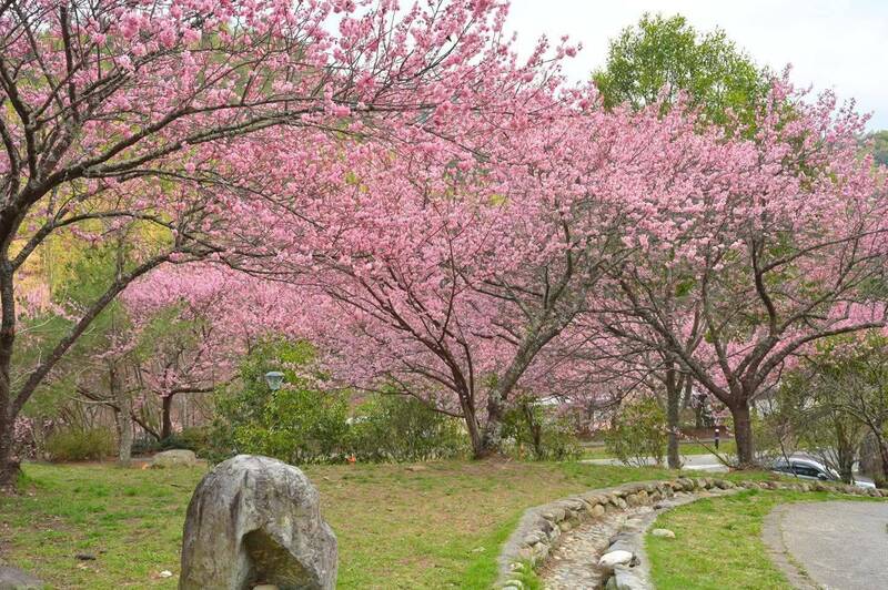 受惠櫻花晚開 228連假台中山區訂房率高 - 生活 - 自由時報電子報