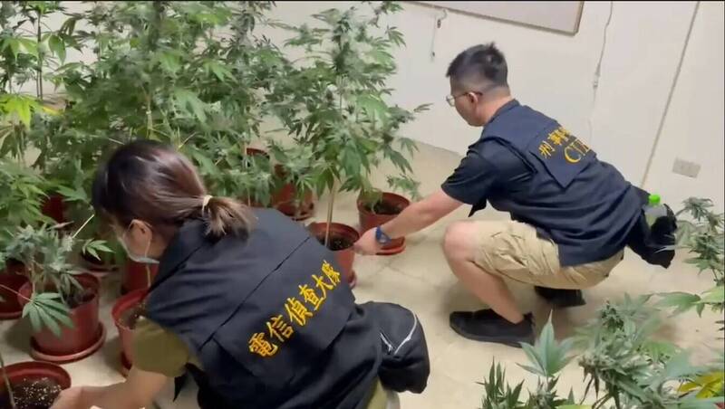手搖飲店偷電闢大麻農場  警起獲市價逾億元大麻株 - 社會 - 自由時報電子報
