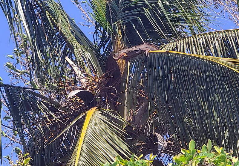 綠鬣蜥大軍搶進府城遭殲滅   南市一晚抓5、60隻 - 生活 - 自由時報電子報