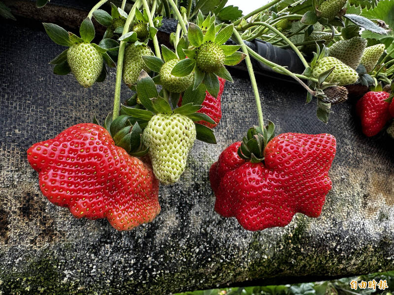 台南草莓量產鮮紅待採  產量較去年同期倍增 - 生活 - 自由時報電子報