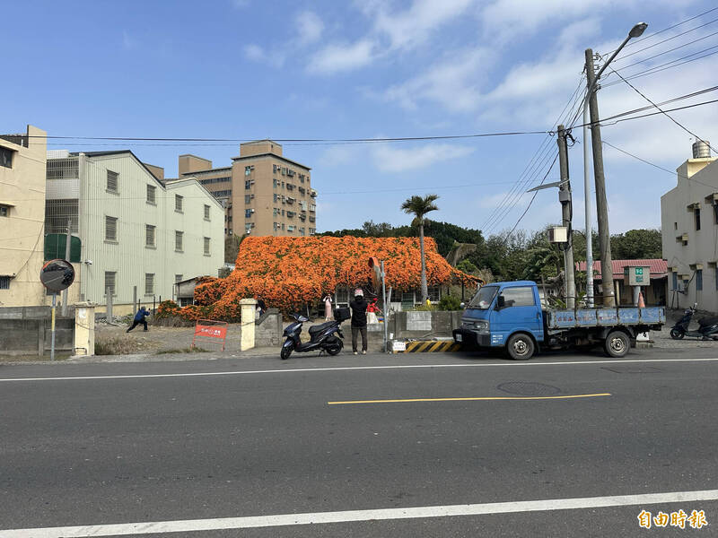 好夢幻！ 麥寮橘紅色炮仗花海爆紅 他無心成柳意外成打卡熱點 - 生活 - 自由時報電子報