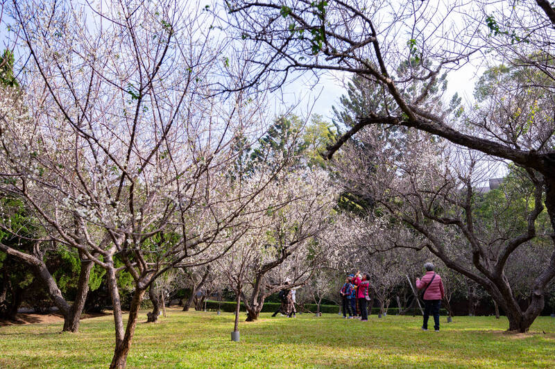 清華大學啟動梅園新生計畫 搶救60年老梅 - 生活 - 自由時報電子報