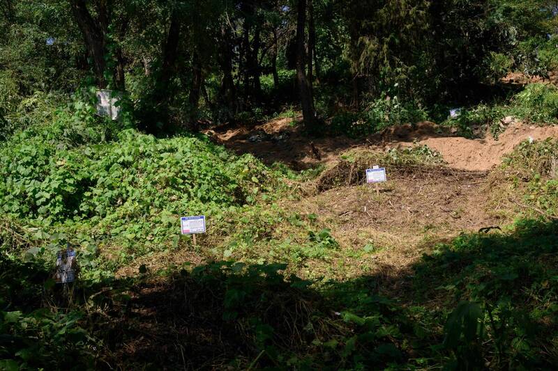 悲！南韓6旬翁伐木整理母親墓地 遭15米高樹木壓死 - 國際 - 自由時報電子報