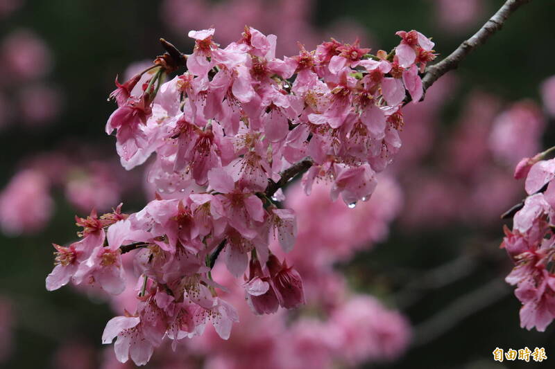 竹縣議員集體上山砍竹 「驗收」縣府新推出「五峰走走」路線 - 生活 - 自由時報電子報