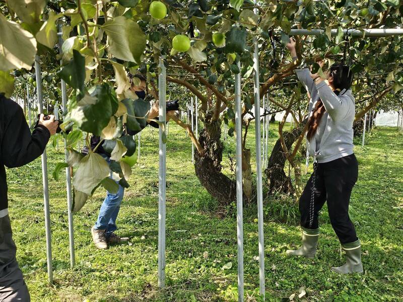 高雄再次攜手日本電視購物台強打蜜棗 - 生活 - 自由時報電子報