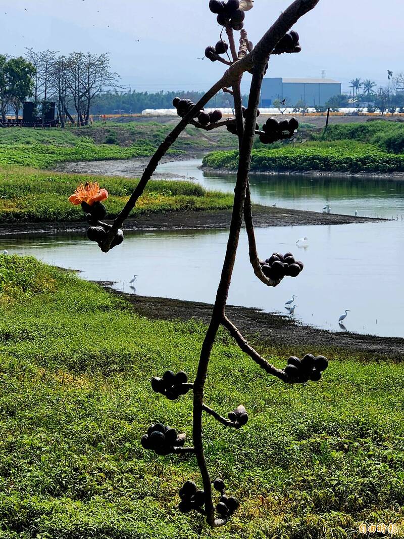 白河林初埤木棉花開了 花季活動下月登場 - 生活 - 自由時報電子報