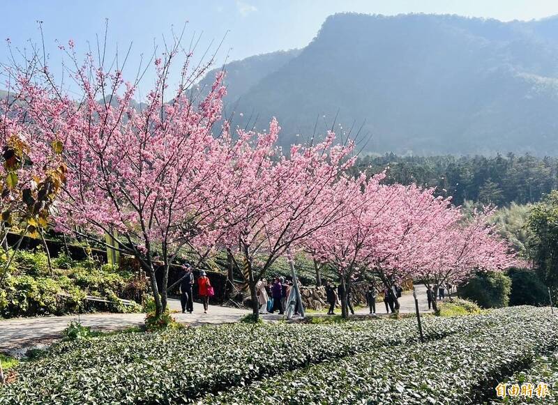 中興製茶所粉色花海與綠色茶園、遠山相映成趣。（記者蔡宗勳攝）
