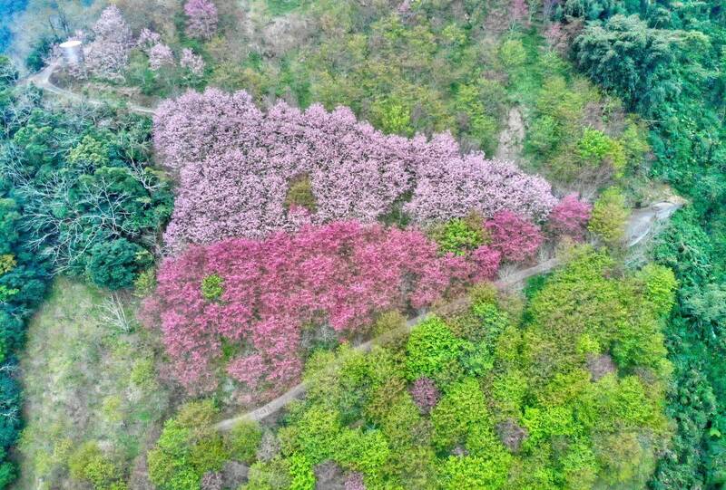 「粉紅愛心」浪漫來襲！南投望高雙色櫻花海大爆發 - 生活 - 自由時報電子報