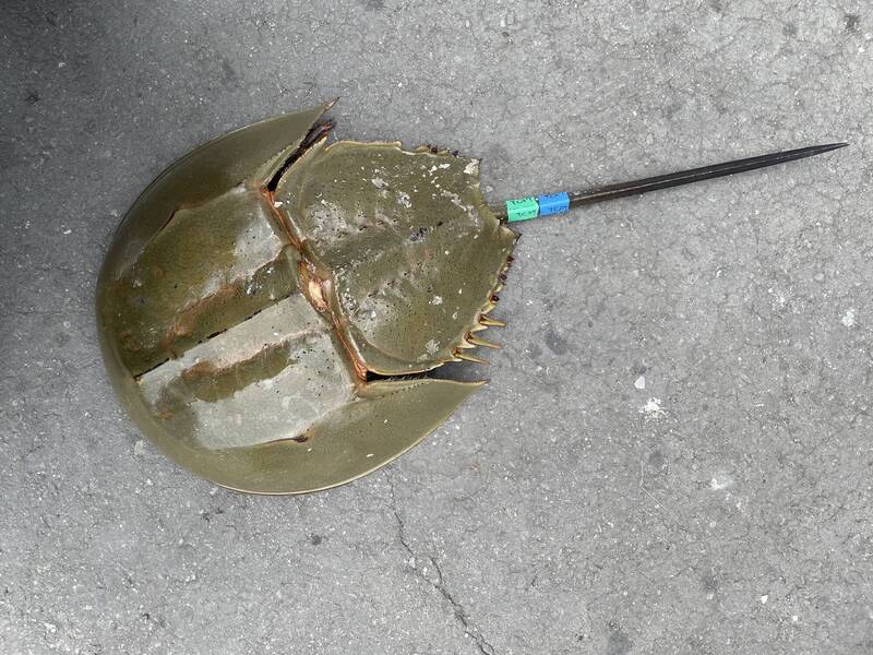 首次標放三棘鱟 海保署：證實台灣本島仍保有成鱟族群 - 生活 - 自由時報電子報