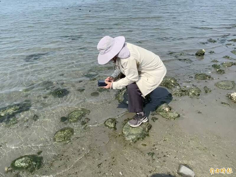 台南山海圳起點瀕危「貝克氏鹽草」現蹤。(吳茂成提供) 台南山海圳起點瀕危「貝克氏鹽草」現蹤。(吳茂成提供)