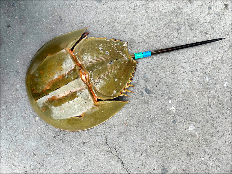 金門縣府公告3月17日起，禁止捕撈三棘鱟。海保署表示，去年首次於台灣本島大規模三棘鱟標識放流，推估本島存有約1099隻成鱟，主要分布於新竹香山濕地及嘉義好美寮濕地。右圖為幼鱟體寬測量及體外標識。（圖：海保署提供，文：記者洪臣宏）