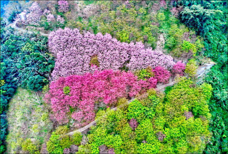 信義望高地區櫻花 雙色「粉紅愛心」驚豔 - 生活 - 自由時報電子報