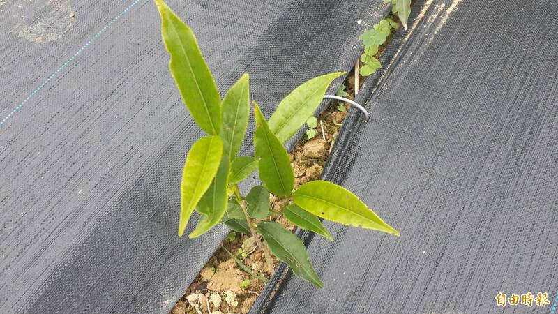 林業台東分署贈21種逾萬株苗木 9場次時地排定 - 生活 - 自由時報電子報