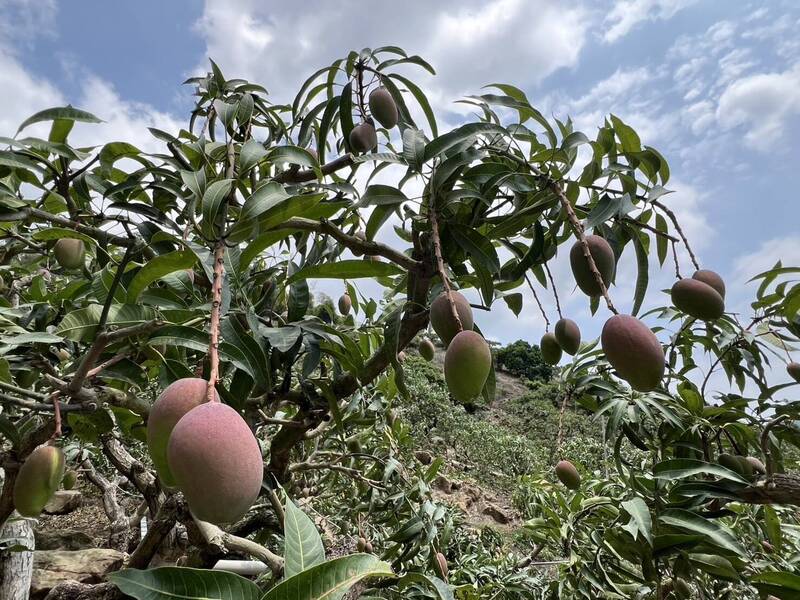 台南震區農損救助近期撥款 市府跨局處行銷農產 - 生活 - 自由時報電子報