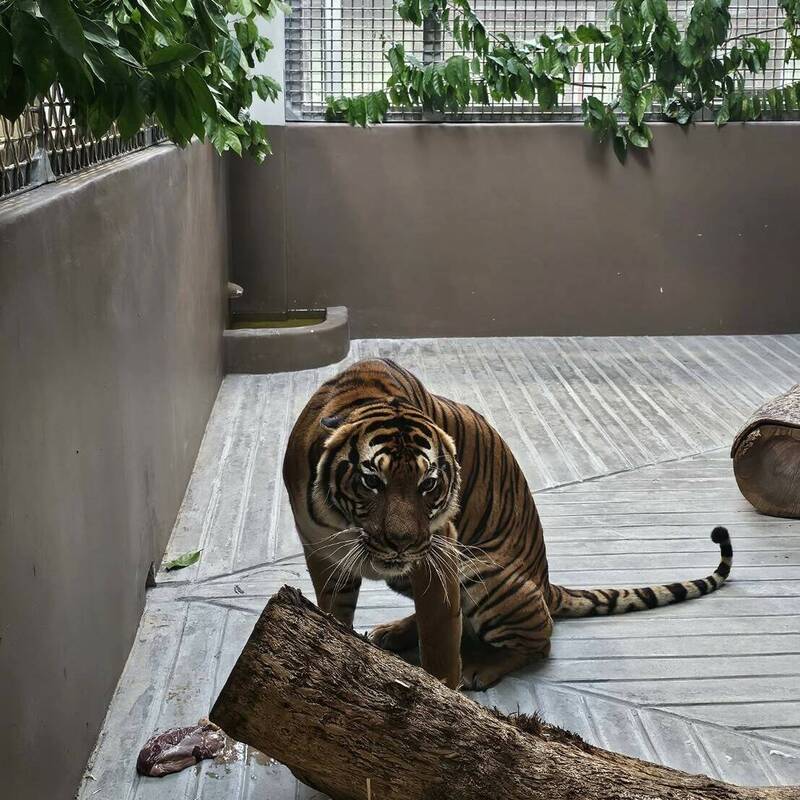 台北動物園極瀕危馬來虎「Serikin」 前進新加坡相親 - 生活 - 自由時報電子報