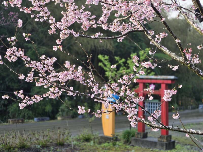 花蓮赤科山有賞櫻秘境！ 228連假盛開 - 生活 - 自由時報電子報