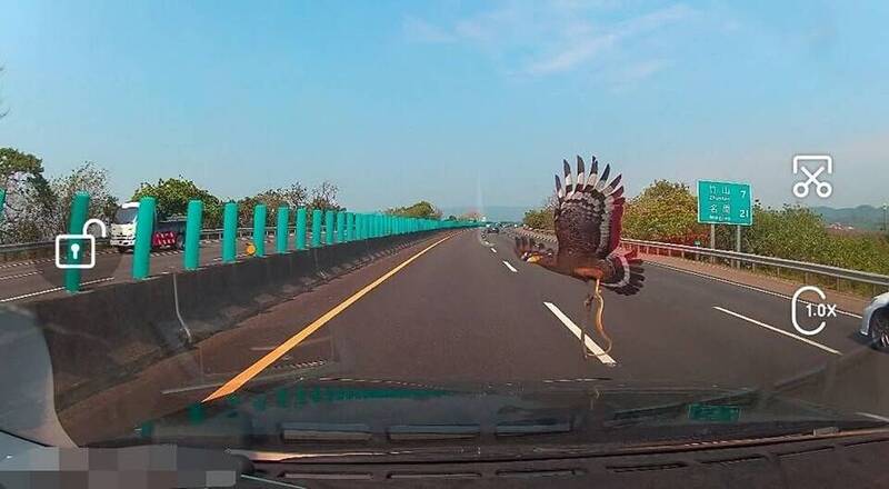 一名網友近日駕車上高速公路途中，意外撞上1隻大冠鷲腳抓蛇飛過正前方，網友將此特殊畫面上傳至社群平台引發熱烈討論。（圖擷自「爆廢公社」臉書社團）