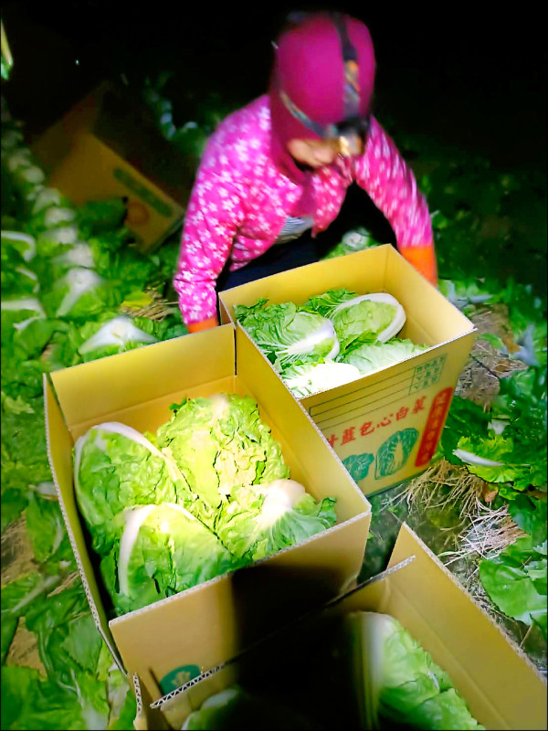 包心菜價跌 彰化建商買5千顆捐供餐 - 生活 - 自由時報電子報