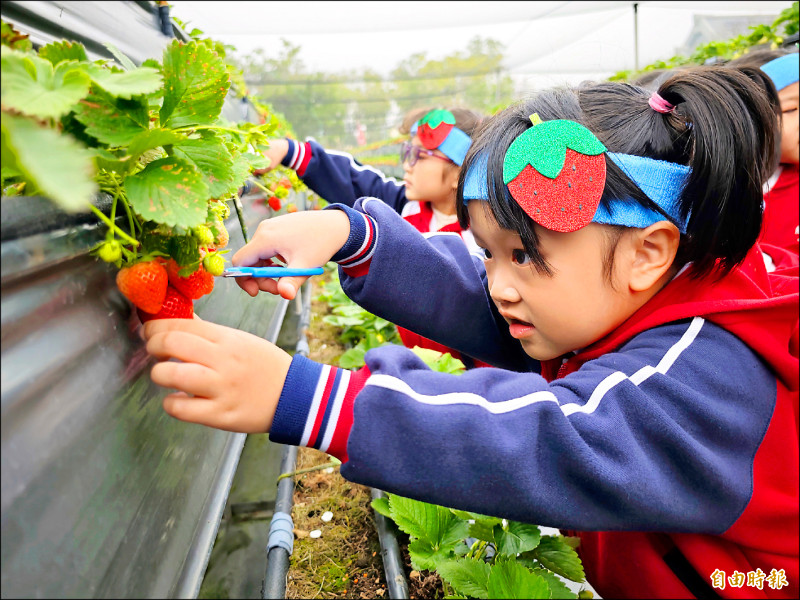 善化草莓節採收期 採果8折優惠 - 生活 - 自由時報電子報