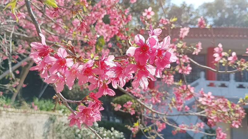 228李花、櫻花盛開 春遊彰化賞花正是時候 - 生活 - 自由時報電子報