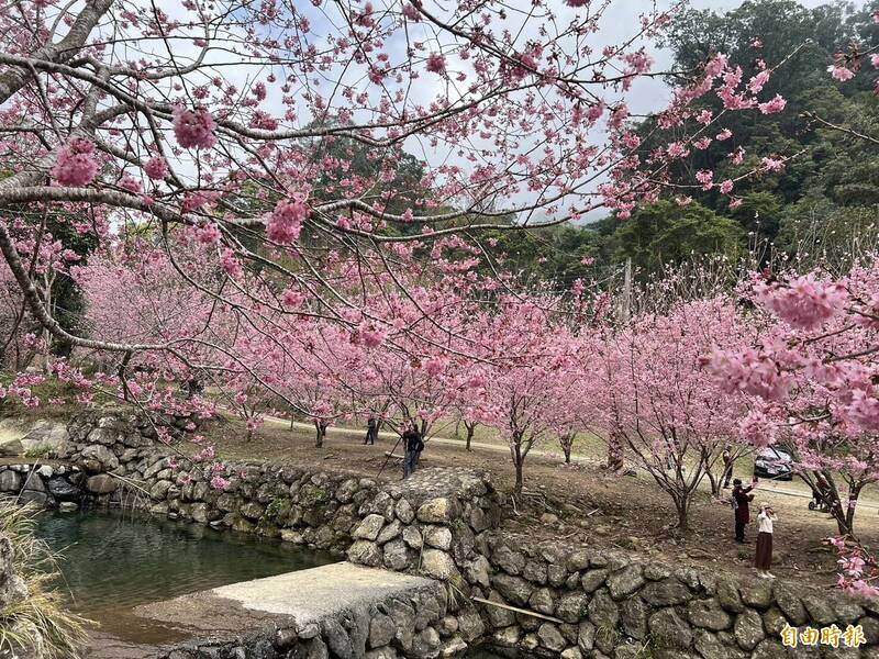 草嶺石壁櫻花爆開滿山谷粉紅春色  遊客這舉動惹眾怒