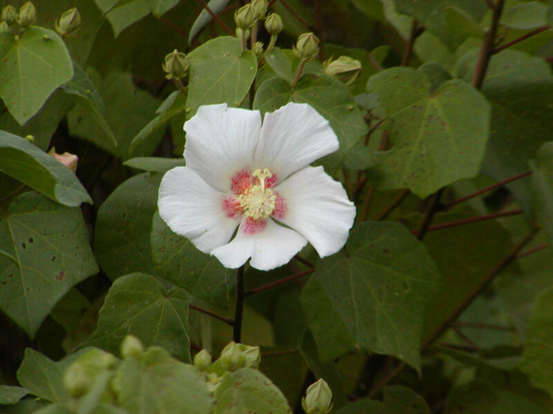林保署南投分署9千株開花苗木  3/12拿發票最多可換5株 - 生活 - 自由時報電子報