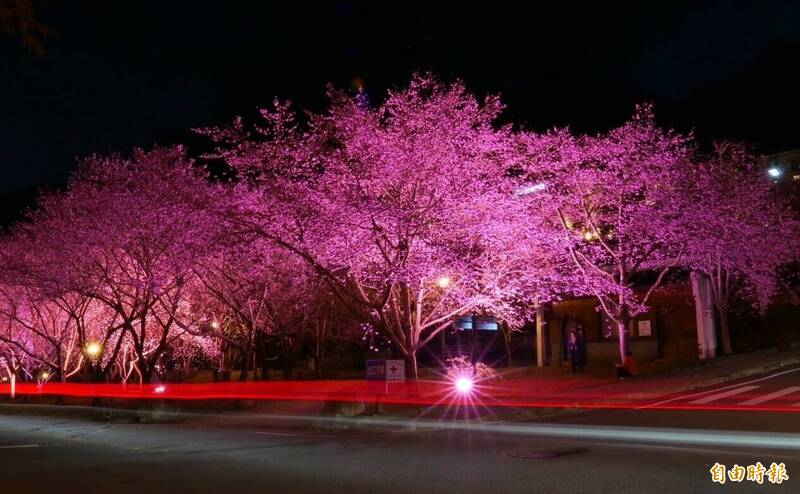 高山櫻花228連假盛開 武陵農場夜櫻點燈 - 生活 - 自由時報電子報
