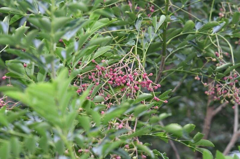 綠手指手刀速搶！林保署植樹月贈逾10萬株台灣原生種苗木 - 生活 - 自由時報電子報