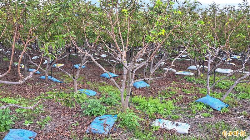 體恤台東農作去年接連風災損收成，國有及縣有租地租金均減收7成 - 生活 - 自由時報電子報