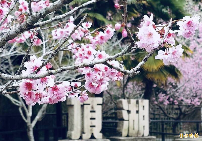賞櫻全攻略！228連假迎來最佳花況 嘉義賞花正是時候 - 生活 - 自由時報電子報