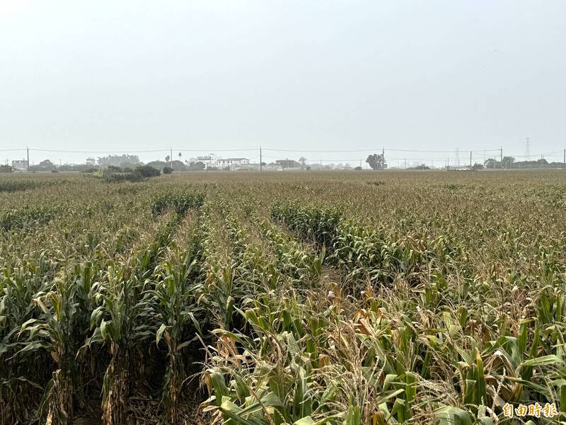 農村趣！ 228連假前2天來嘉義「玉米之鄉」闖迷宮 - 生活 - 自由時報電子報