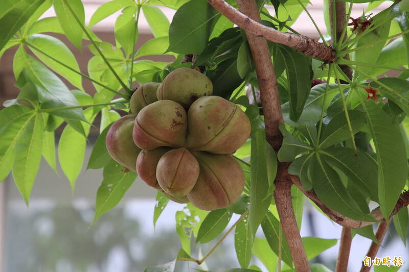 竹北高鐵區下週移除170棵掌葉蘋婆樹  改種青楓，風鈴木或藍樹楹 - 生活 - 自由時報電子報