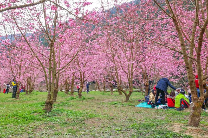 南投杉林溪粉櫻怒放 「櫻花河岸」倒影絕美 - 生活 - 自由時報電子報