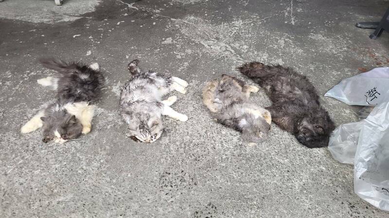民眾今早通報光環路發現6具貓屍,清潔隊協助收回貓屍後,動保處現場重新蒐證後又發現1具。(新北市動保處提供) 民眾今早通報光環路發現6具貓屍,清潔隊協助收回貓屍後,動保處現場重新蒐證後又發現1具。(新北市動保處提供)