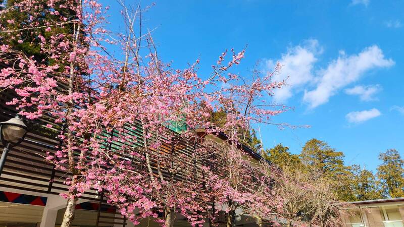 「阿里山花季」3/10開鑼   3/8起阿里山公路假日交管 - 生活 - 自由時報電子報