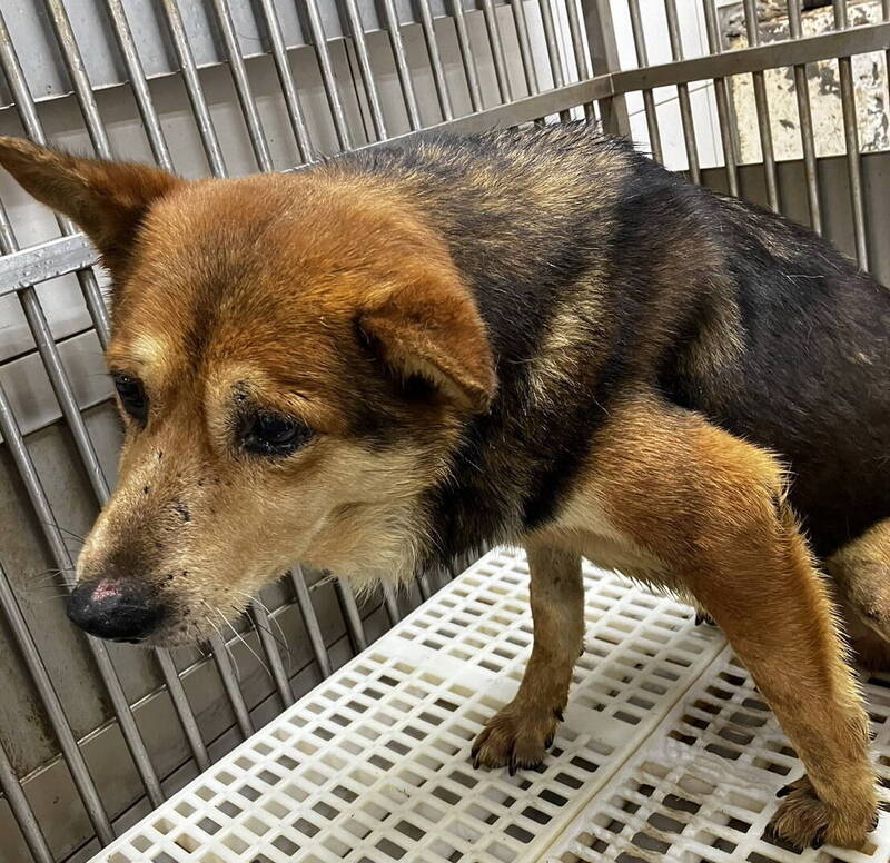 「天使汪」車禍斷腿癱臥路邊 即刻救援開刀康復還找到家 - 生活 - 自由時報電子報