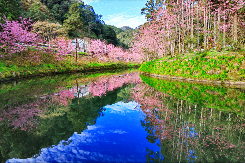 逾千粉櫻盛開 杉林溪「櫻花河岸」絕美 - 生活 - 自由時報電子報