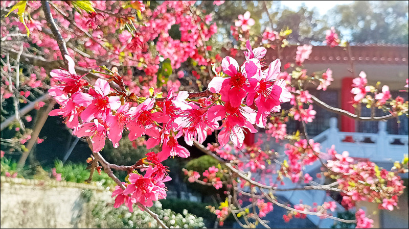 李、櫻花大爆發 228彰化賞花正當時 - 生活 - 自由時報電子報