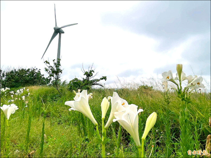 （苗栗）好望角、過港隧道 打造觀光廊道 - 生活 - 自由時報電子報