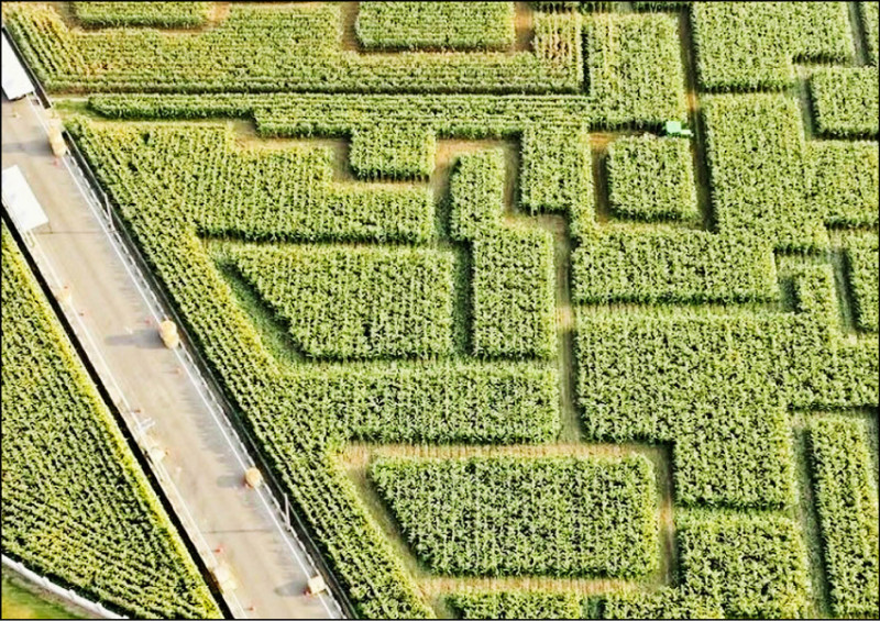 玉米之鄉 來嘉闖迷宮 - 生活 - 自由時報電子報