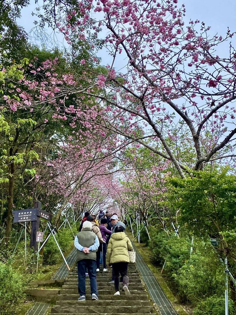 台大鳳凰茶園櫻花盛開   228連假車潮客滿、花季不公休 - 生活 - 自由時報電子報