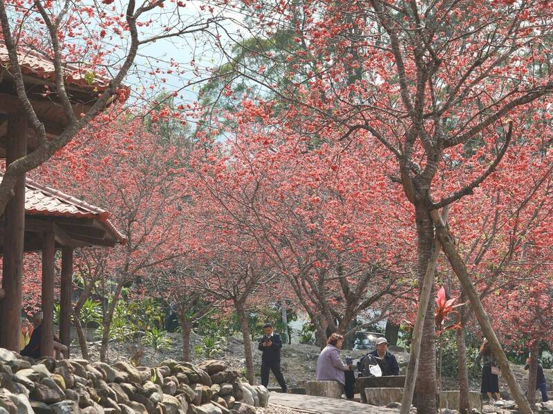 櫻花季人氣旺！日月潭連假首日吸客5.7萬人次 九族賞櫻破萬 - 生活 - 自由時報電子報