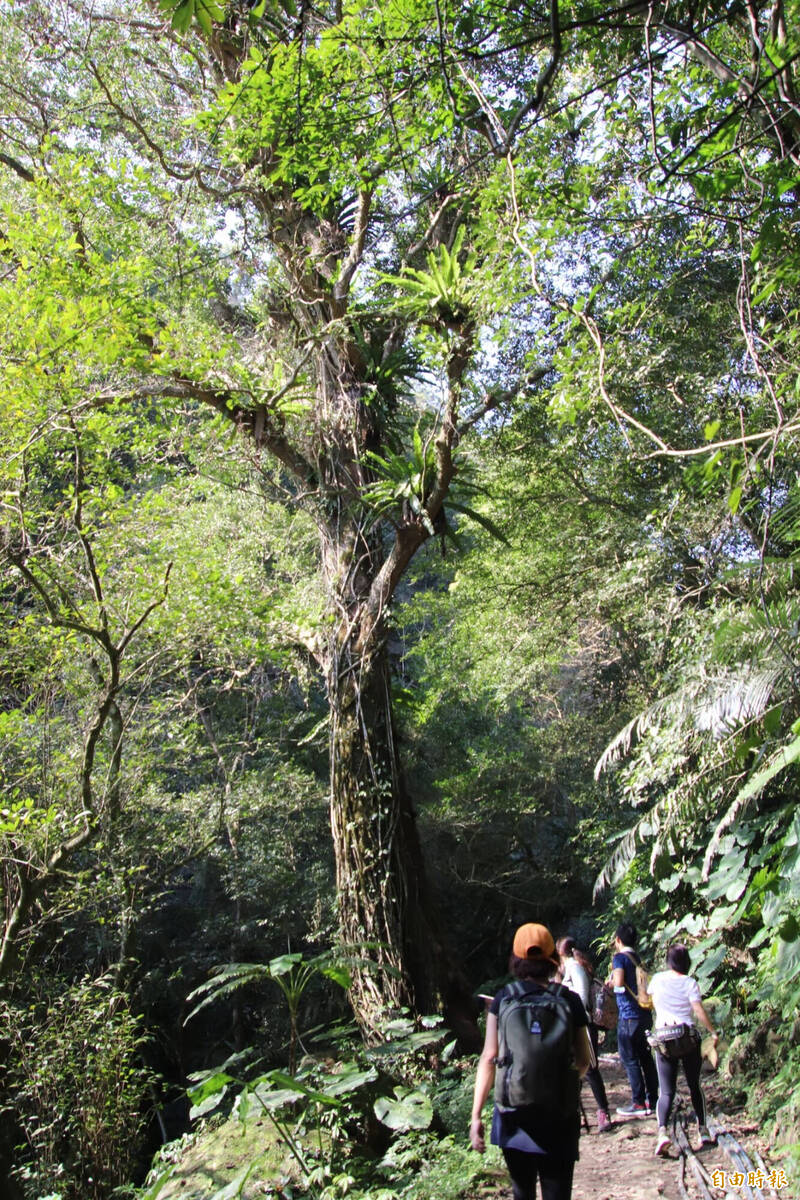 馬胎古道健行失足 女墜3層樓深陡坡獲救 - 社會 - 自由時報電子報