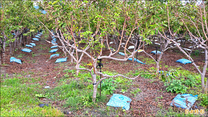 風災損農 台東國、縣有農地租金減7成 - 生活 - 自由時報電子報