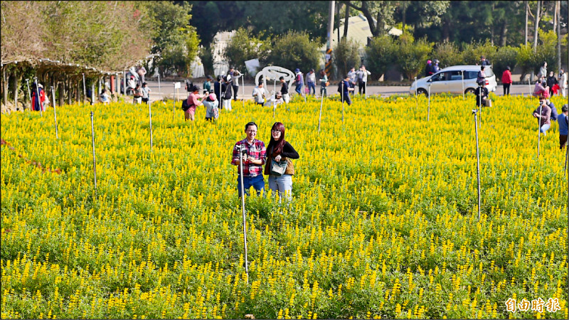 《桃園》桃園魯冰花季登場 下週全面盛開 - 生活 - 自由時報電子報