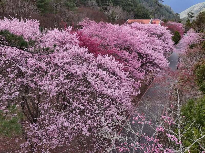武陵農場隘口櫻花林盛開，粉色櫻花綿延山頭，與藍天群山相映，（武陵農場提供）