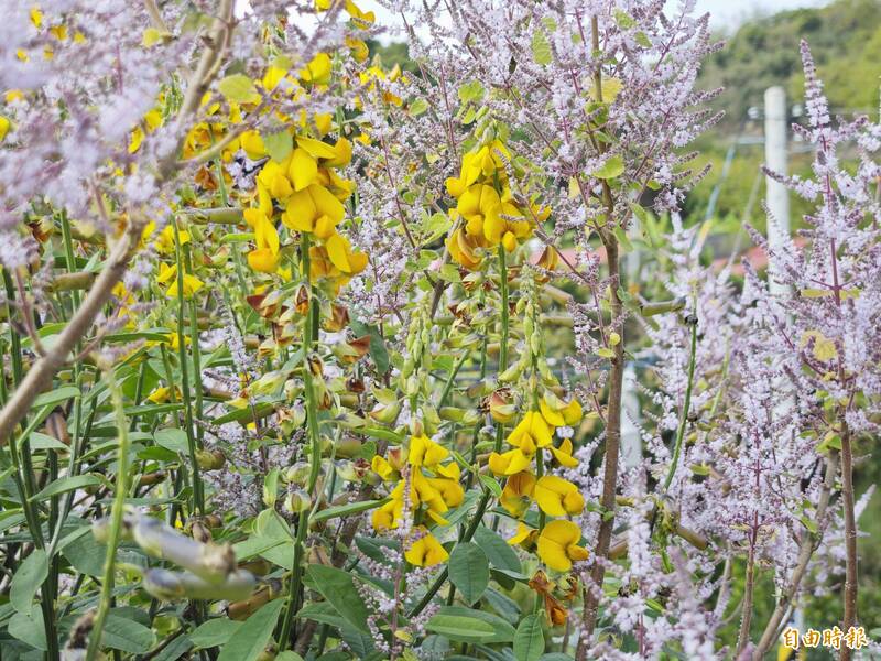 天氣回暖  總舖師里長斜槓種的爆紅麝香木進入盛開期 - 生活 - 自由時報電子報