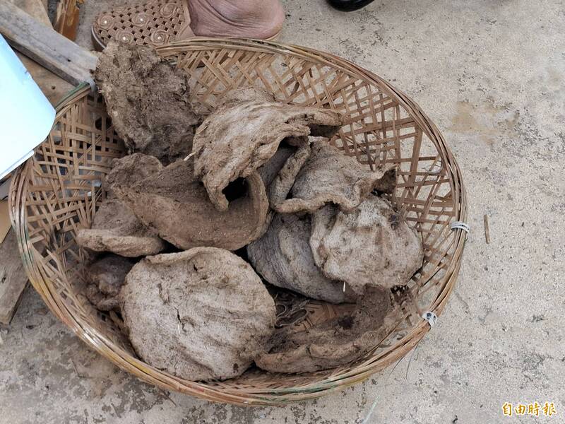 南寮社區成長教室 重現牛屎燒魚灶古早味 - 生活 - 自由時報電子報